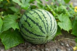 Are Water Melon leaves Edible